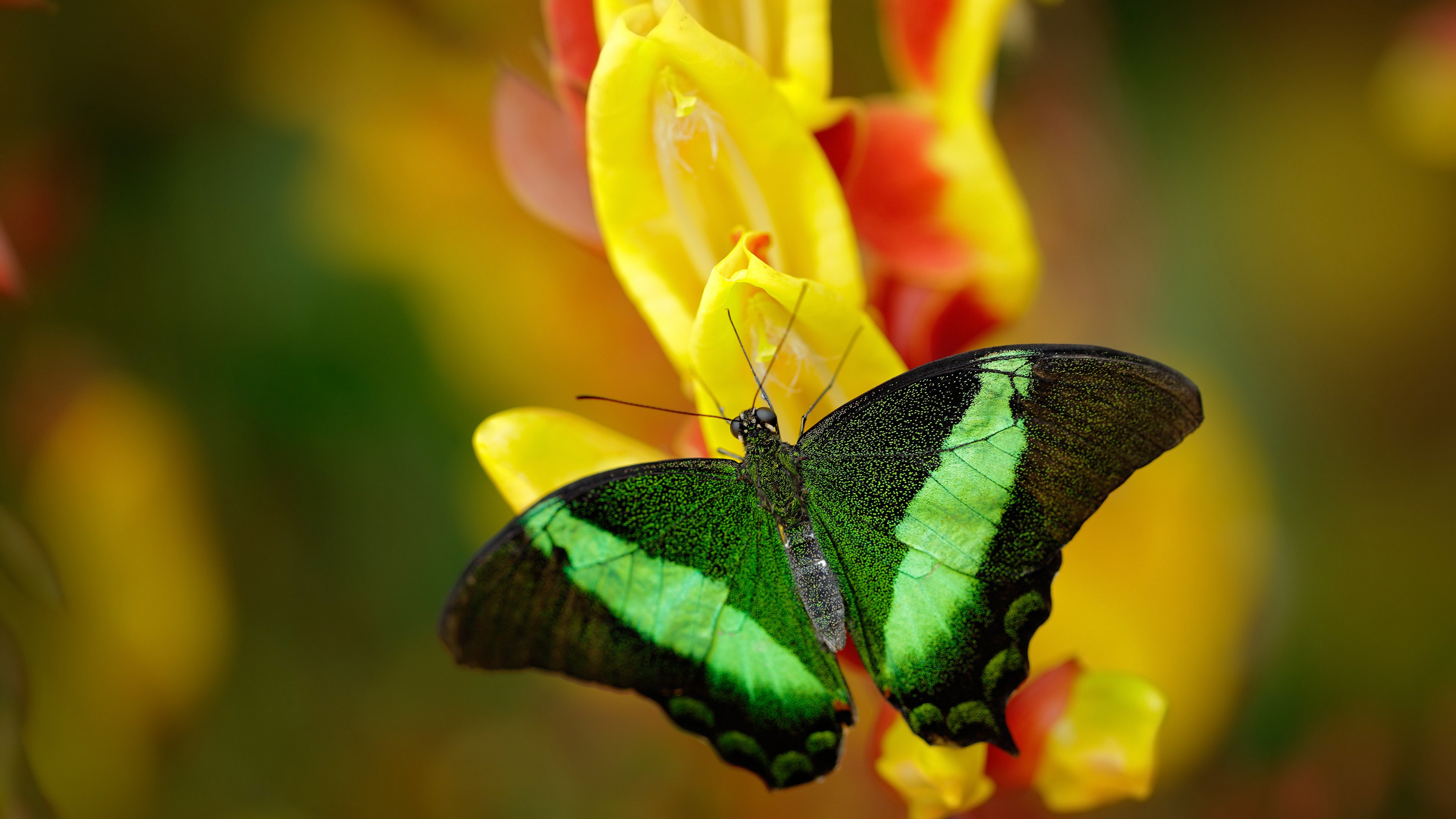 绿茵场上,一人成军,当法比尼奥用无声的统治为塞维利亚谱下绝杀序曲
