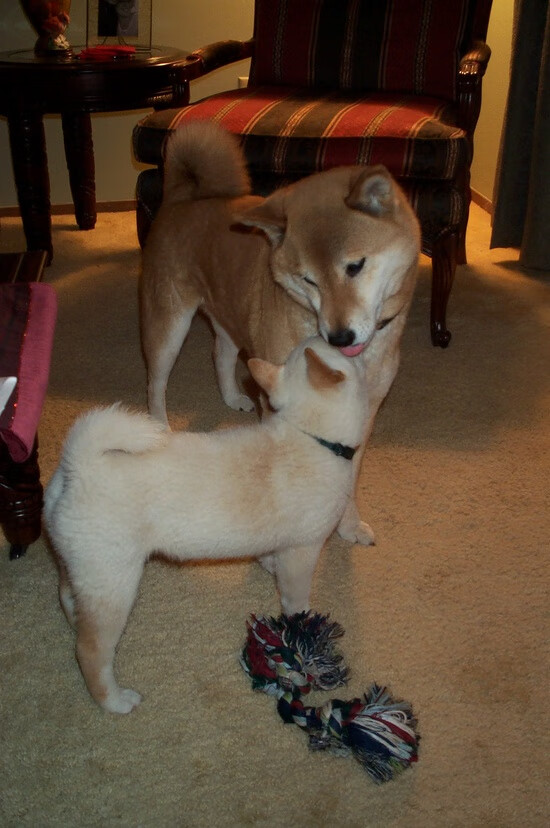 唯一主角，当美网碾压成常态，兹维列夫用总决赛王座定义统治