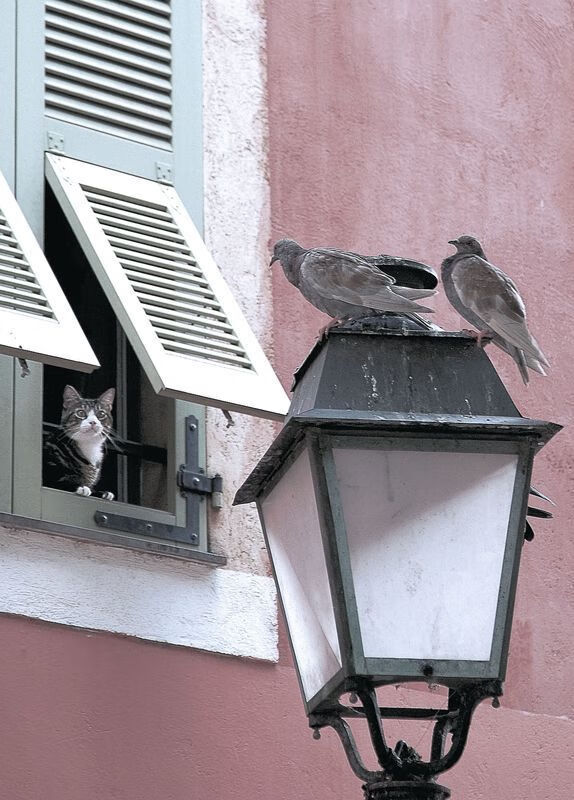 鏖战红牛，黑马索伯的逆袭与汉密尔顿的致命一击