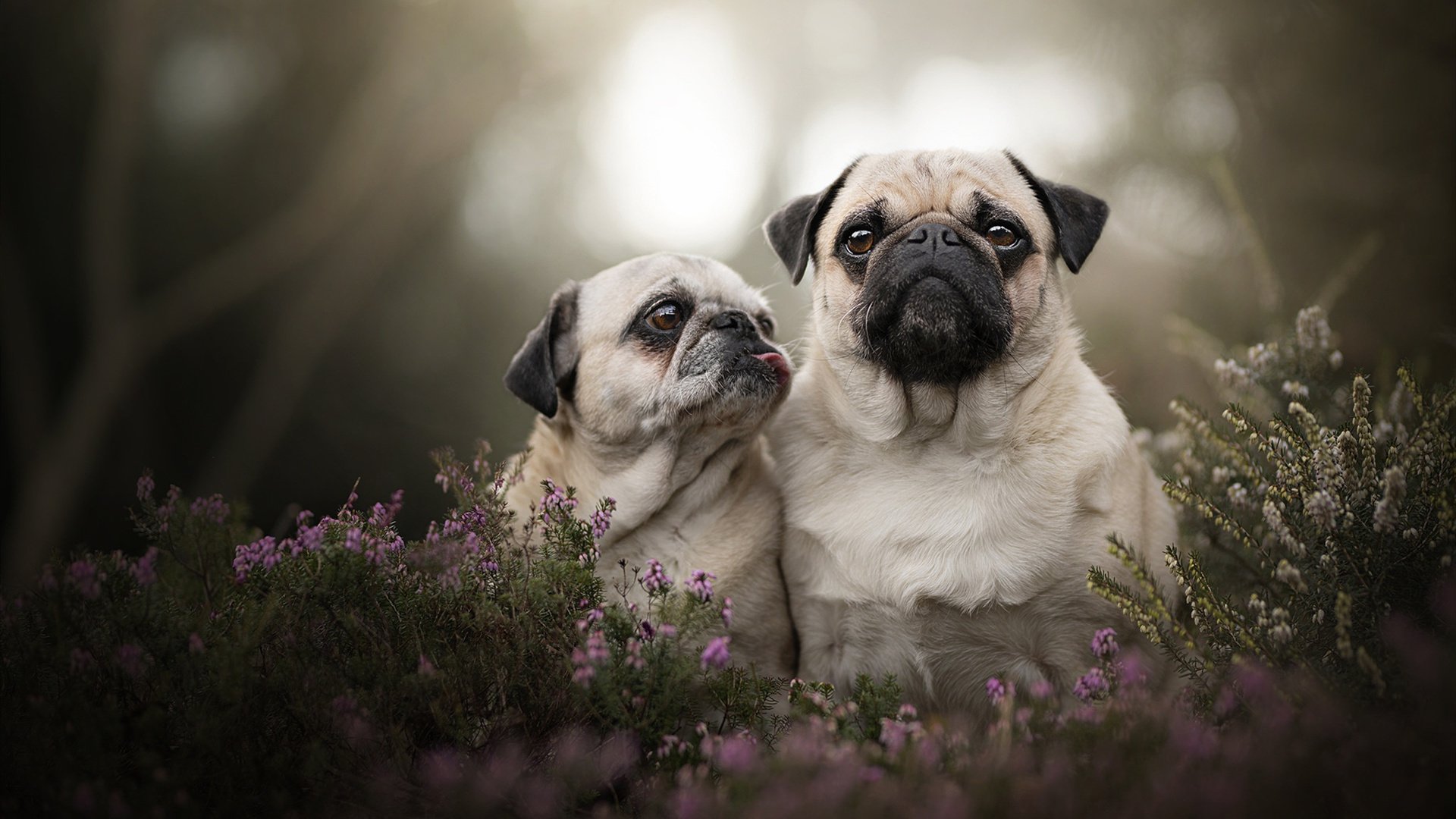马琳临场点石成金，丹麦羽翼力破泰式旋风