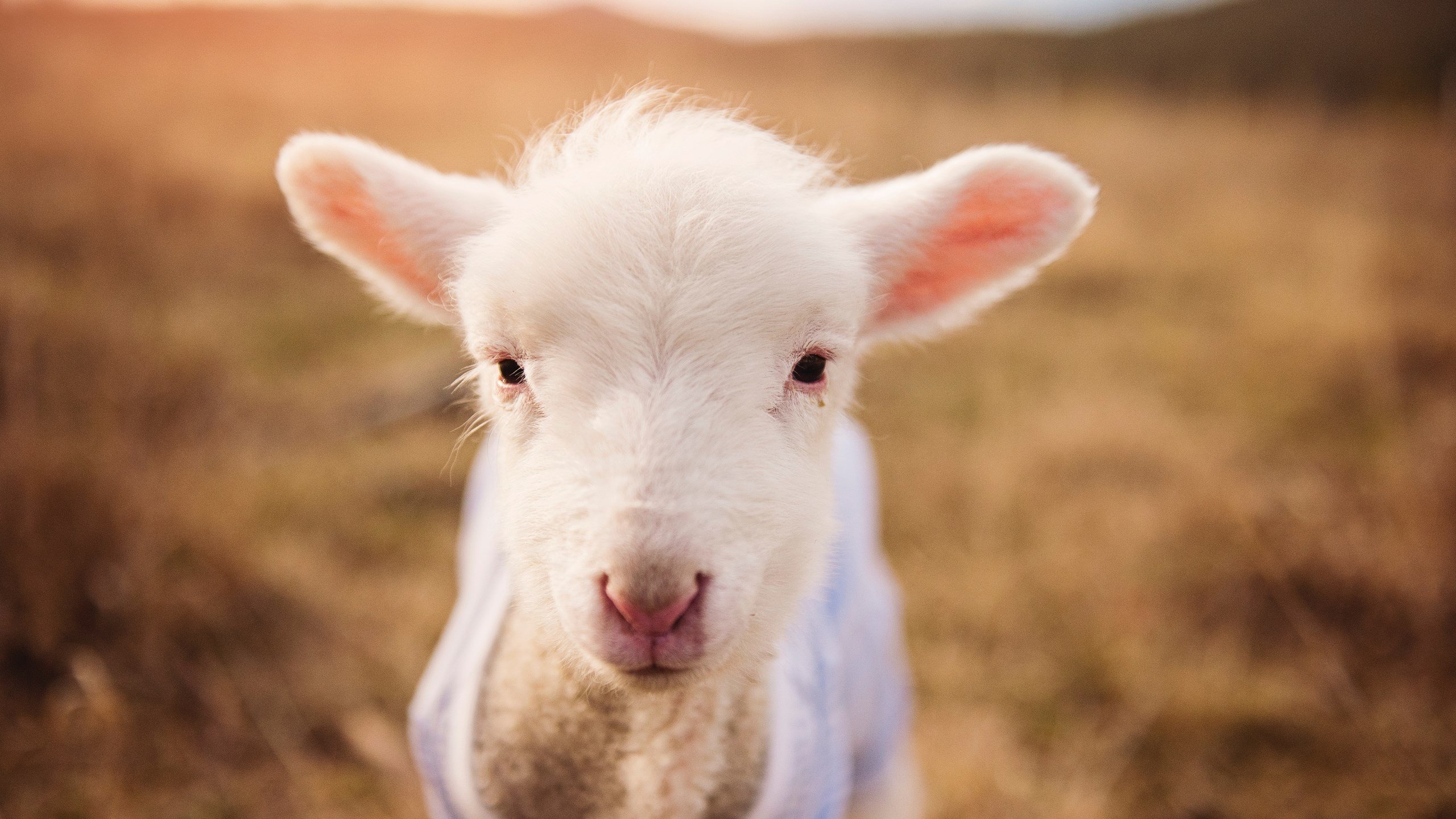 英格兰之星与黑色风暴,拉什福德的爆发与加纳的奥地利式悲剧