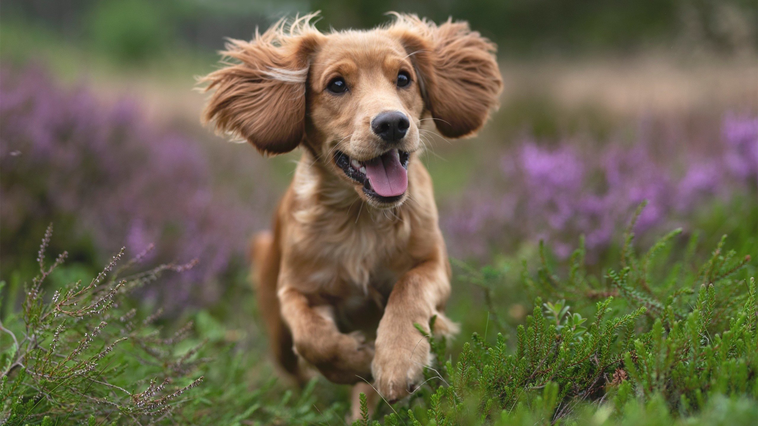 快攻引擎，杰伦·格林如何将赛场变成专属加速跑道