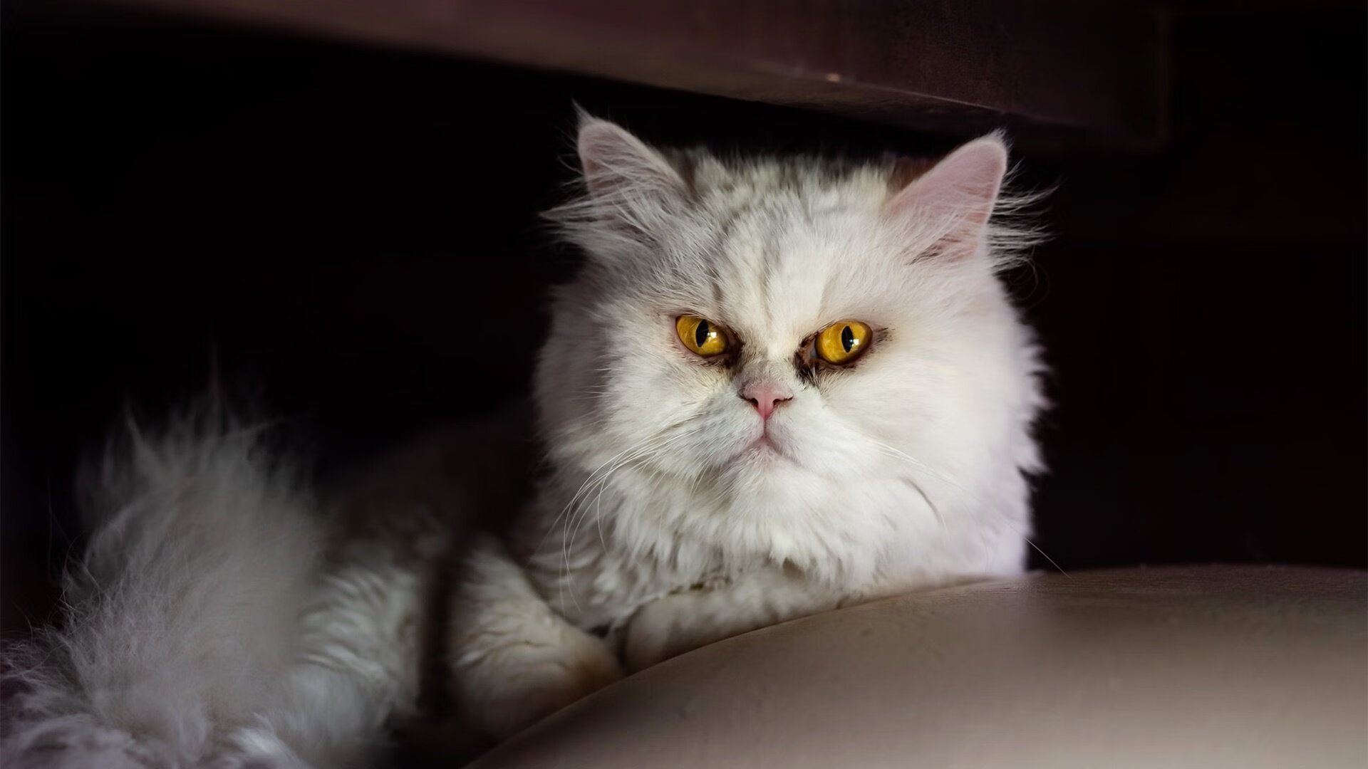 爱游戏APP-篮球巨星与足球圣殿，恩比德如何点燃欧冠半决赛之夜