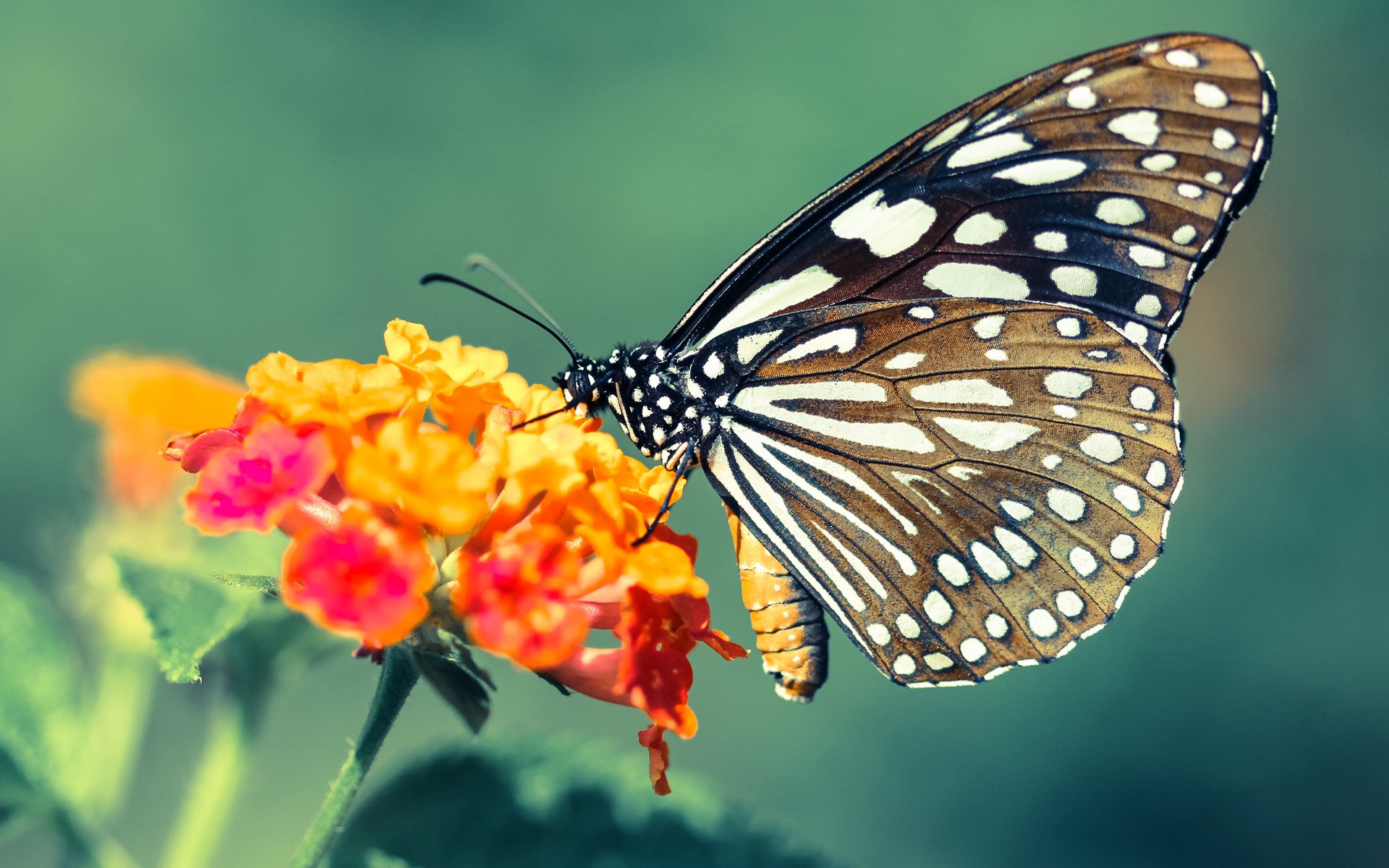 利拉德之夜，当单节37分的太阳，照亮了个人英雄主义的永恒光芒