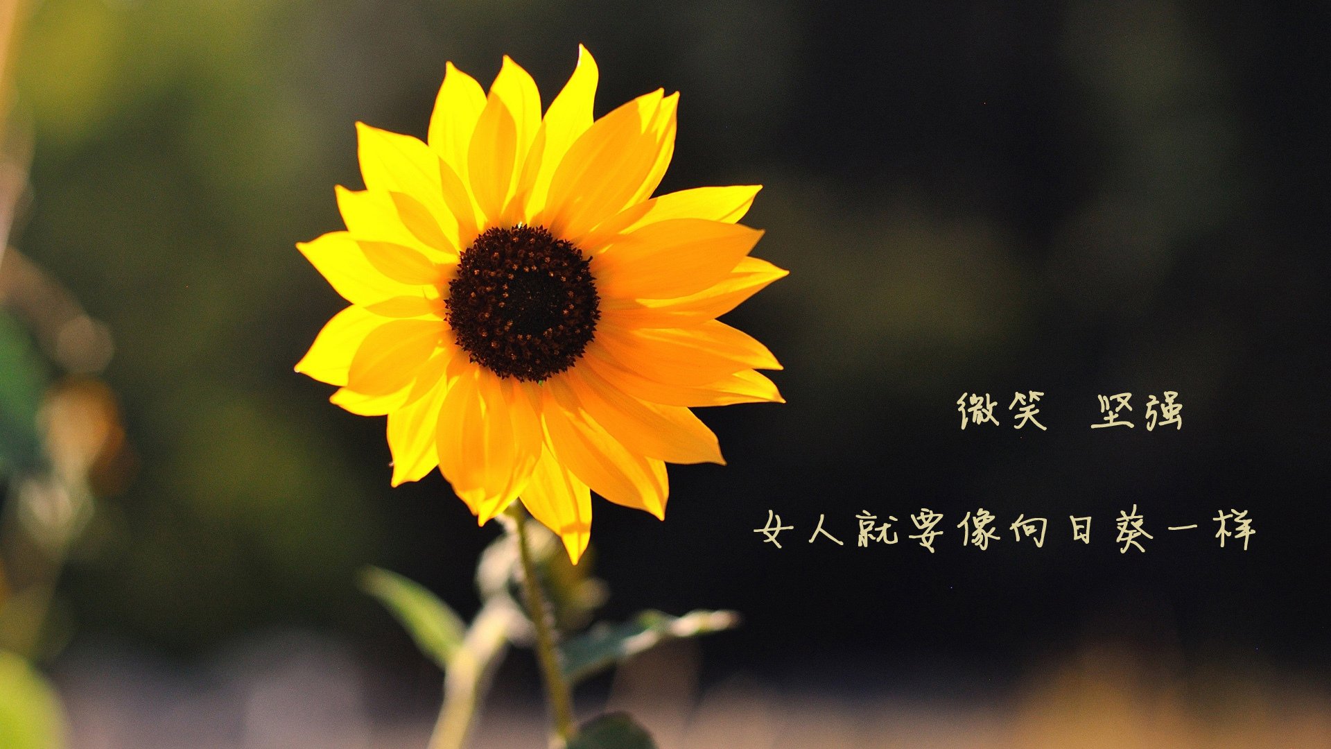 冰与火的交响曲,戈贝尔以一敌万,雄鹿力克掘金捍卫荣耀