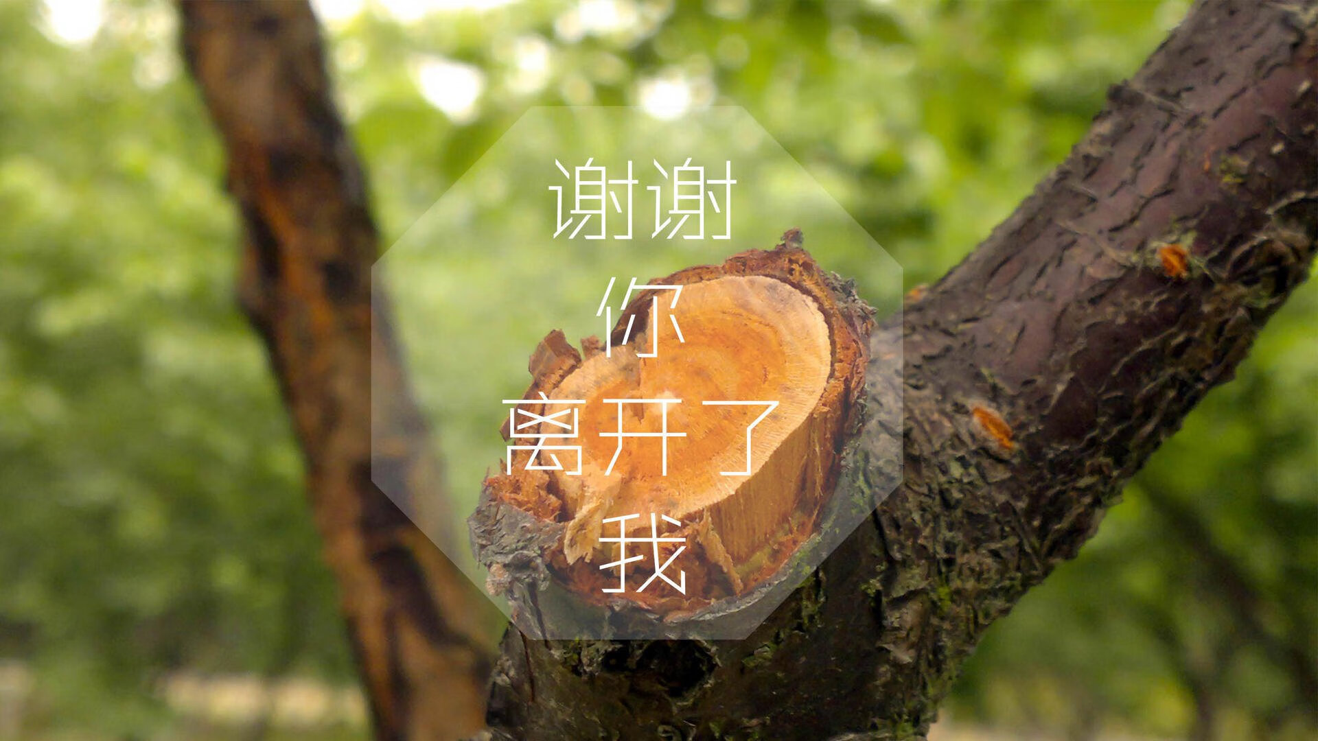 冰与火的冲撞,京多安一锤定音,卡塔尔战术浪潮吞没哥斯达黎加